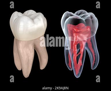 Zahnwurzelanatomie - erster Oberkiefermolarzahn. Medizinisch genaue zahnärztliche 3D Illustration Stockfoto