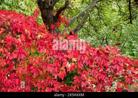 Herbst Virginia Kriechgang Garten bedeckt Drahtzaun Virginia Woodbine Ivy Climbing Plant Boundary Garten, Old Malus Baum Stockfoto