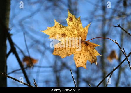 Einzelnes letztes gelbes Ahornblatt hängt am Ast im Wald am Herbsttag aus nächster Nähe Stockfoto