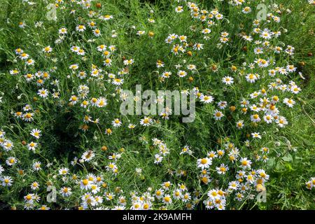 Chamaemelum nobile eine Sommer blühende Pflanze mit einer weißen Sommerblüte, die allgemein als gewöhnliche Kamille bekannt ist, Stockfoto Stockfoto