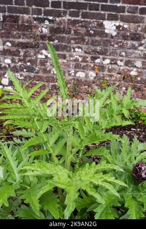 Das Foto wurde im Juli 2022 im National Botanic Garden Wales aufgenommen und zeigt die Globe Artischocke cynaro cardunculus. Nummer 4027 Stockfoto