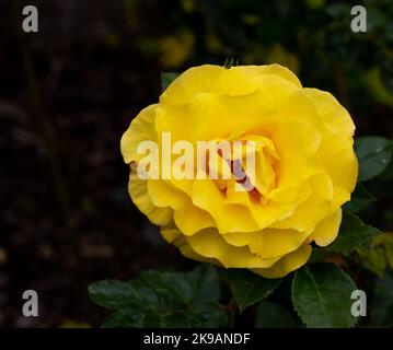 Foto aufgenommen im National Botanic Garden Wales im Juli 2022 mit Rosa Korlillub Nummer 4022 Stockfoto