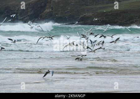 Polzeath, Cornwall, Großbritannien. 27.. Oktober 2022. Wetter in Großbritannien. Während die Küste von cornwall weiterhin von großen Wellen heimgesucht wird, haben die rauen Meere Köderfische mit sich gebracht, was zu einem Fressrausch von Schwarzkopfmöwen am Strand von Polzeath, North Cornwall, führte. Kredit Simon Maycock / Alamy Live Nachrichten. Stockfoto