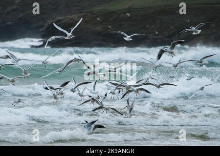 Polzeath, Cornwall, Großbritannien. 27.. Oktober 2022. Wetter in Großbritannien. Während die Küste von cornwall weiterhin von großen Wellen heimgesucht wird, haben die rauen Meere Köderfische mit sich gebracht, was zu einem Fressrausch von Schwarzkopfmöwen am Strand von Polzeath, North Cornwall, führte. Kredit Simon Maycock / Alamy Live Nachrichten. Stockfoto
