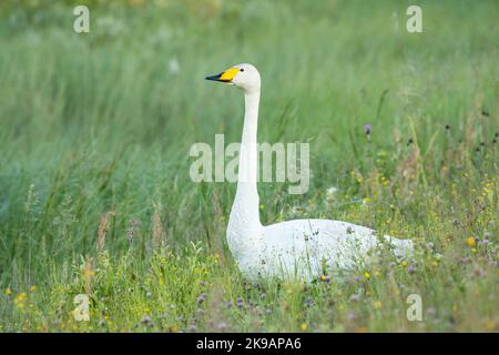 Ein großer, weißer Whooper-Schwan, der inmitten von üppigem Gras in der Nähe von Kuusamo, Nordfinnland, steht Stockfoto