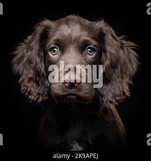 Cocker Spaniel Puppy Portrait vor schwarzem Hintergrund. Niedliches Welpenfoto eines braunen Cocker Spaniel Welpen sehr jung vor schwarzem Hintergrund Stockfoto