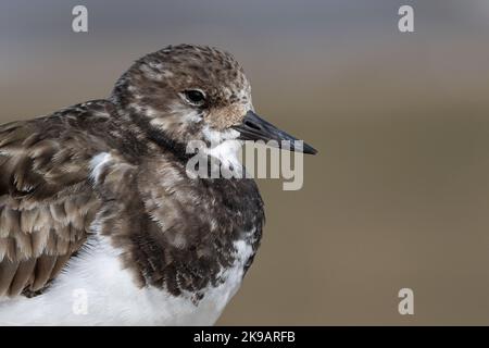 Turnstone, Ruddy Turnstone, Arenaria interpres nicht brütende Gefieder für Erwachsene Porträt Norfolk March Stockfoto