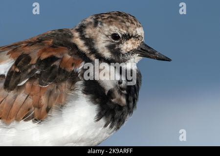 Turnstone, Ruddy Turnstone, Arenaria interpres Gefieder für Erwachsene - Portrait Norfolk April Stockfoto