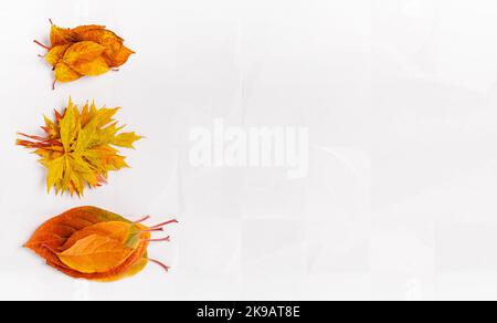 Herbstkomposition. Rahmen aus herbstlich trockenen Blättern, trockene Blüten auf weißem Hintergrund. Flach liegend, Draufsicht Stockfoto