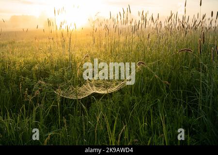 Ein Spinnennetz auf einer sommerlichen nebligen Wiese während eines Sonnenaufgangs. Erschossen in Estland, Nordeuropa. Stockfoto