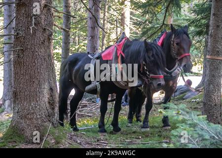 Pferde vom Bauernhof auf dem Land ruhen sich aus, nachdem sie frisch geschnittene Stämme und Holz aus dem Wald in die örtliche Holzfabrik für die Produktion gezogen haben Stockfoto