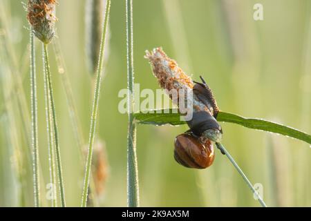 Eine kleine Kopse-Schnecke, Arianta Arbustorum, das sich bewegt und auf einem blühenden Heu auf einer estnischen Wiese isst Stockfoto