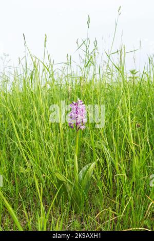 Wunderschöne Militärorchidee, Orchis militaris blühen auf einer üppigen Wiese in Estland Stockfoto
