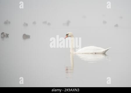 Ein stummer Schwan (Cygnus olor) schwimmt einen nebelbedeckten See. Stockfoto