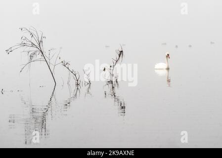 Ein Schwan (Cygnus olor) schwimmt einen nebelbedeckten See. Stockfoto