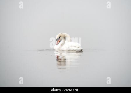 Ein Paar stummer Schwäne (Cygnus olor) auf einem neblig bedeckten See. Stockfoto