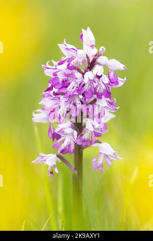 Nahaufnahme einer wunderschönen Militärorchidee, Orchis militaris, die auf einer üppigen Wiese in Estland blüht Stockfoto