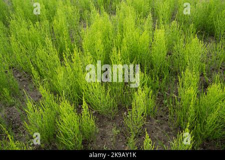 Eine große Gruppe von Schachtelhalm, Equisetum arvense, die auf einem landwirtschaftlichen Feld in Estland, Nordeuropa, angebaut wird Stockfoto