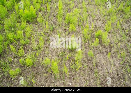 Eine große Gruppe von Schachtelhalm, Equisetum arvense, die auf einem landwirtschaftlichen Feld in Estland, Nordeuropa, angebaut wird Stockfoto