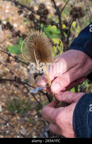 Frau schneidet den Samenkopf aus einem gewöhnlichen Teelöffel, Dipsacus fullonum, um die Samen zu retten. Stockfoto