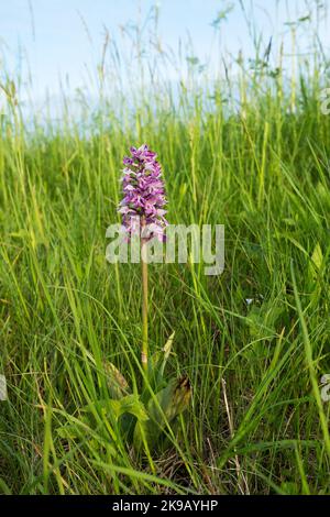 Wunderschöne Militärorchidee, Orchis militaris blühen auf einer üppigen Wiese in Estland Stockfoto