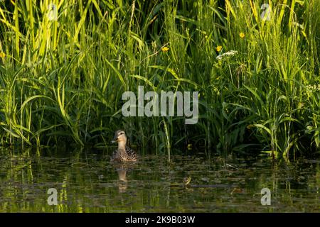 Eine weibliche Mallard, Anas platyrhynchos, schwimmt auf einem kleinen Fluss, umgeben von üppiger Vegetation. Erschossen in Estland, Nordeuropa. Stockfoto