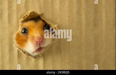 Ein kurioser Hamster guckelt aus einem Papploch. Die Schnauze eines überraschten Nagetieres. Nahaufnahme. Speicherplatz kopieren. Eine rote Maus in einem Papierloch. Stockfoto