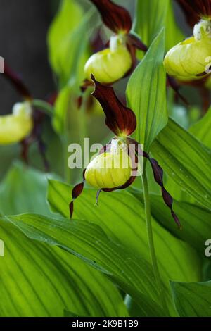 Blühende Frauenschuhorchidee im estnischen borealen Wald an einem frühen Sommermorgen Stockfoto