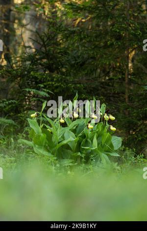 Ein großer Strauch blühender Frauenschuh-Orchidee im estnischen borealen Wald während eines späten Frühlingsvormittags Stockfoto