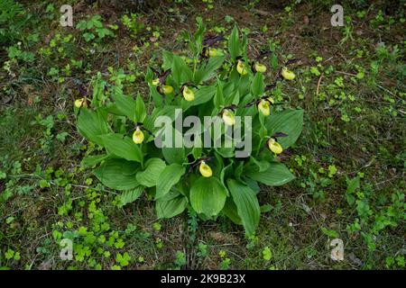 Ein großer Strauch blühender Frauenschuh-Orchidee im estnischen borealen Wald während eines späten Frühlingsvormittags Stockfoto