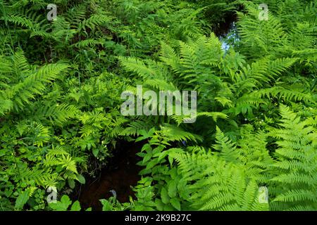 Üppige und frische Farne wachsen in einem sommerlichen borealen Wald in Estland, Nordeuropa. Stockfoto