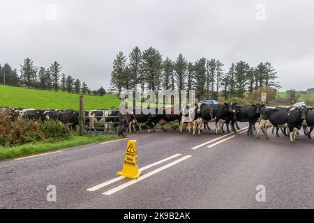 Shepperton, Skibbereen, West Cork, Irland. 27. Oktober 2022. Denis Harnedy, Milchbauer aus Shepperton, bringt seine 106 starke Herde Kühe zum Melken an einem trüben und bewölkten Tag mit. Quelle: AG News/Alamy Live News Stockfoto