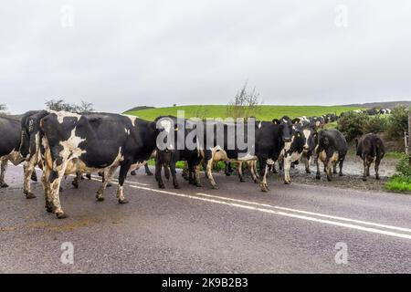 Shepperton, Skibbereen, West Cork, Irland. 27. Oktober 2022. Denis Harnedy, Milchbauer aus Shepperton, bringt seine 106 starke Herde Kühe zum Melken an einem trüben und bewölkten Tag mit. Quelle: AG News/Alamy Live News Stockfoto