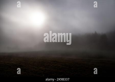 Neblige dunkle Landschaft mit Tannenwald. Neblige Nadelbäume. Stockfoto