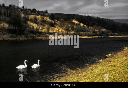 Zwei weiße Schwäne auf schwarzem Wasserlauf im Fluss. Stockfoto