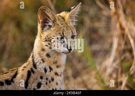 Serval {Leptailurus Serval}. Northern Tuli Game Reserve. Botswana Stockfoto