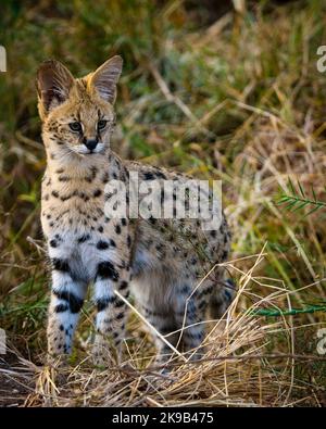 Serval {Leptailurus Serval}. Northern Tuli Game Reserve. Botswana Stockfoto