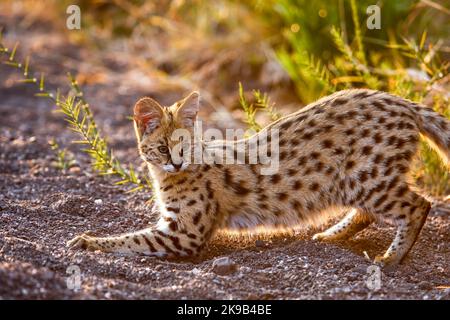 Serval {Leptailurus Serval}. Northern Tuli Game Reserve. Botswana Stockfoto