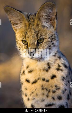 Serval {Leptailurus Serval}. Northern Tuli Game Reserve. Botswana Stockfoto