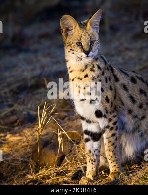 Serval {Leptailurus Serval}. Northern Tuli Game Reserve. Botswana Stockfoto