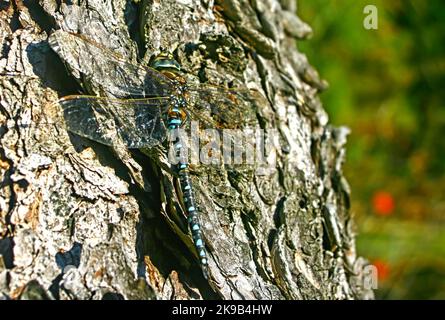 Die Fliege auf dem Baum. Nahaufnahme Stockfoto