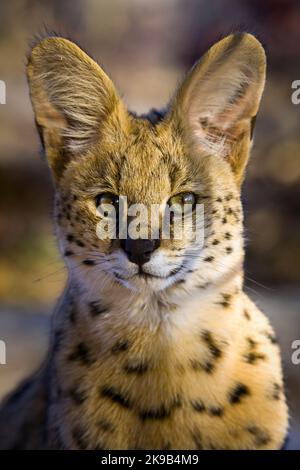 Serval {Leptailurus Serval}. Northern Tuli Game Reserve. Botswana Stockfoto