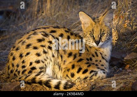 Serval {Leptailurus Serval}. Northern Tuli Game Reserve. Botswana Stockfoto