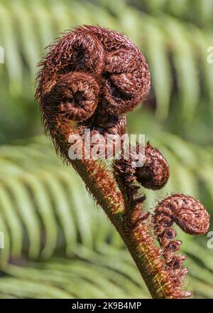 Nahaufnahme eines Koru, des sich entrollenden Blattes eines ponga, des neuseeländischen Silberfarns und des Maori-Symbols für neues Leben, Wachstum, Kraft und Frieden. Stockfoto