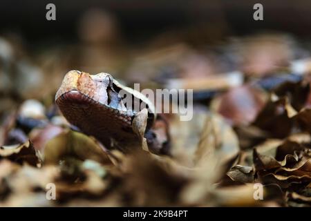 Gaboon Adder (Bitis gabonica), getarnt zwischen Laubstreu, der so typisch für seinen natürlichen Lebensraum ist. KwaZulu Natal, Südafrika. Stockfoto