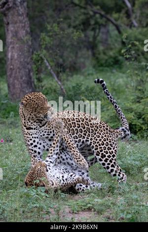 Leopard fotografiert auf einer Safari in Südafrika Stockfoto