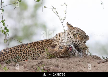 Leopard fotografiert auf einer Safari in Südafrika Stockfoto