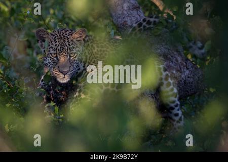 Leopard fotografiert auf einer Safari in Südafrika Stockfoto