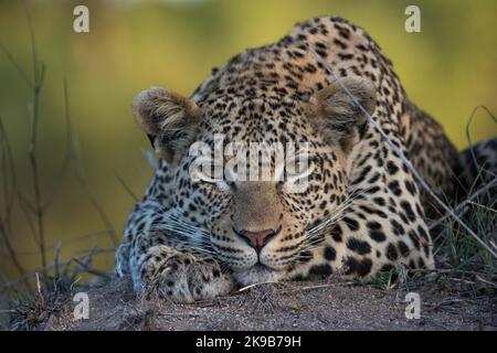 Leopard fotografiert auf einer Safari in Südafrika Stockfoto