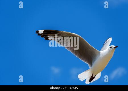 Hartlaub-Möwe oder Königsmöwe (Chroicocephalus hartlaubii) im Flug. Kleinmond, Whale Coast, Overberg, Western Cape, Südafrika. Stockfoto